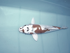 Killikus® Fotographie